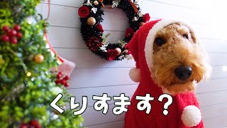 お家でクリスマス撮影会したよ【サンタ犬とツリー犬】MugiVlog57