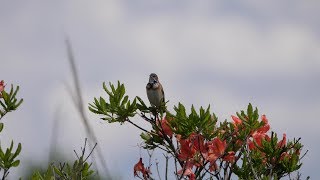 霧ケ峰高原のホオアカ（雄）とレンゲツツジ　その１（4K60P動画）