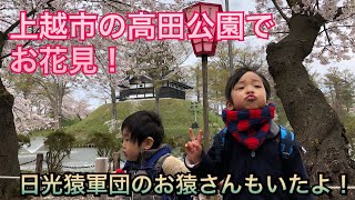 上越市の高田公園でお花見(o^^o)日光猿軍団のお猿さんもいたよ！ 高田城百万人観桜会 2018