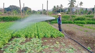 Ra ruộng chăm sóc rau xà lách giòn,lấy rau về chần nước sôi ăn ngon vô cùng.