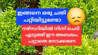 ഈ ചെടി വാങ്ങുമ്പോൾ ശ്രെദ്ധിക്കുക