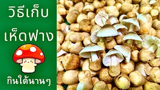 วิธีเก็บรักษาเห็ดฟาง  เอาใว้นานๆ | เอ๋เข้าครัว