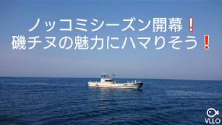 fishingmax 泉大津店　磯チヌ　オキアミフカセ釣り