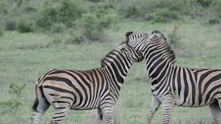 Feisty Zebra Fight In Kruger National Park