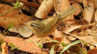 Radde's Warbler (Phylloscopus schwarzi) calling