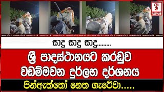 ශ්‍රී පාදස්ථානයට කරඩුව වඩම්මවන දුර්ලභ දර්ශනය