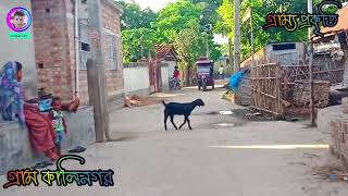 গ্রাম কালিনগর 👍👍👍 | গ্রাম্য প্রকৃতি | নদীয়া | পশ্চিমবঙ্গ | Village Kalinagar | Village life |