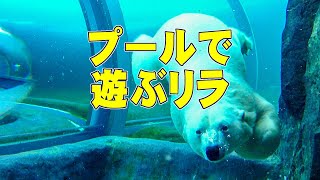 プールで遊ぶリラ Polar Bear LILA