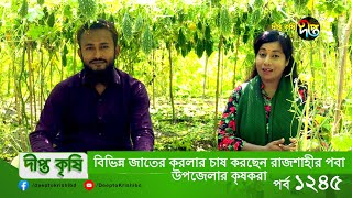 বিভিন্ন জাতের করলার চাষ করছেন রাজশাহীর পবা উপজেলার কৃষকরা | DEEPTO KRISHI | EP 1245