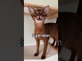 cat activity wall 🐾 abyssinian cats playing abyssinian catshorts meow