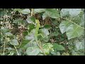 sri lankan lizard lizard ශ්‍රී ලංකාවේ කටුස්සා