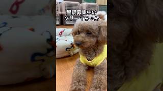 保護犬パーク長居店さんで、里親募集中のクリーマちゃんPart1#トイプードル #保護犬 #保護犬カフェ