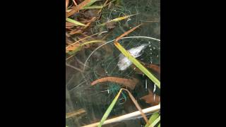 ចូល​ហេីយ​មួយ​ជិត​២គីឡូ​#fishing #fish #viral #snake #នេសាទ​ត្រី