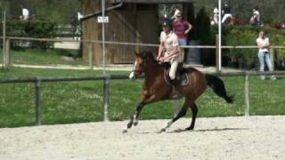 ♥ Rigolade- jumping horse  by Highlander One