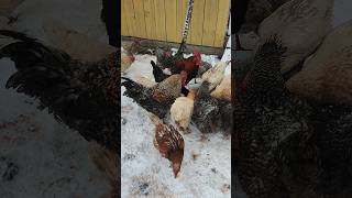 Кормлю кур 🐔 хвастаюсь 🤠 Петух Петя 🐓 как всегда молодец 👍 Вот такой у нас апрель☝