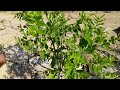 jujube from bud to flower to fruit. shanxi li and sugar cane jujube fruit growth.