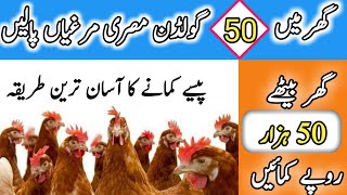 Desi Murghi Poultry Farm in Pakistan | 50 Golden Misri Hen Farming in Pakistan | Business plan