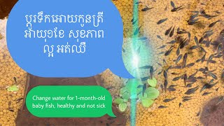 របៀបប្តូរទឹកកូនត្រីអាយុ១ខែ ￼សុភាពល្អ និងក៉ំអោយឈឺ How to change the water of a 1-month old baby fish