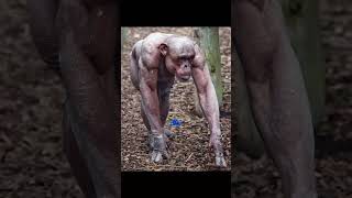 Animals you haven't seen as muscular | #shorts