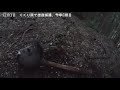 【狩猟２年目】くくり罠で雄鹿捕獲。今季８頭目。