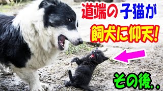 飼い犬が近寄ったら道端にいた子猫が死ぬほどビックリ! すると..【猫の不思議な話】【朗読】