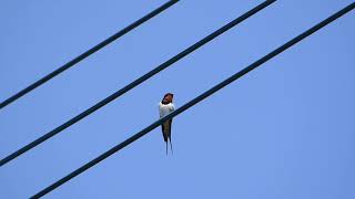 電線の上でおしゃべりするツバメ Swallows talking on electric wires