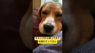 かわいすぎる愛犬の寝顔を見てほしい#ビーグル # #beagle #いぬ #dog