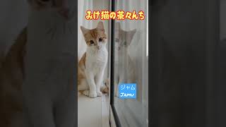 【頭突き子猫】茶白の子猫ジャムはカメラが気になってニャルソックしません。　#保護猫　#cat