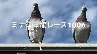 ミナココ鳩レース1006