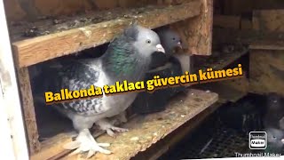 Balkonda Güvercin beslemek ( Taklacı Güvercinler )