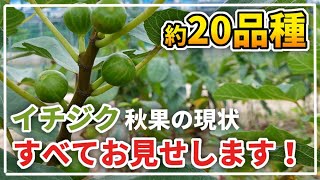 【イチジク】７月２２日時点での秋果の大きさ【役立ち情報も】