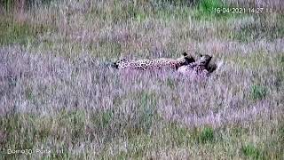 Repercusión mundial por los Yaguaretés del Iberá