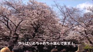 2017年4月3日上野恩賜公園の桜が満開！UenoPark Cherry blossom(Japan,Tokyo)