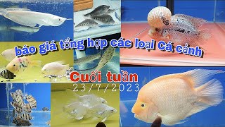 Báo Giá Tổng Hợp Các Loại Cá Cảnh 