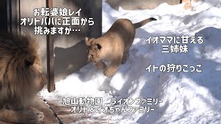 旭山動物園　オリトパパに正面から挑むお転婆レイ　イトの狩りごっこ　イオママに甘える三姉妹　オリト＆イオちゃんファミリー