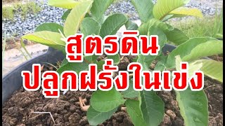 สูตรดินปลูกฝรั่งในเข่ง