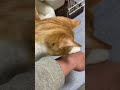 お迎え152日目 ねこのいる生活 ねこ ねこのいる暮らし ねこ動画