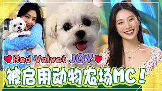 [Chinese SUB] 🌹Red Velvet Joy🌹 And her smart dog Sun!ㅣTV Animal little butler