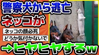 【2ch動物スレ】警察犬に追われているネッコ、息をのむ瞬間