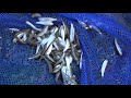 潮溜まり（タイドプール）の小魚をすくう　和歌山釣太郎