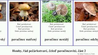 Houby, řád pečárkotvaré, čeleď pavučincovité, část 2 pavučinec čepičatka fungus Agaricales kolouší