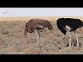 ✨new✨ 걸어서세계속으로📺 세계에서 가장 오래된 사막을 가진 나라 나미비아 여행 trip to namibia kbs_20230916