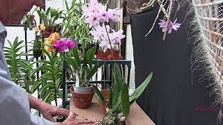 Cattleya Type Series Pt 1 - Looking Them Over