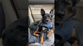 助手席で眠気と戦うマロンしかし態度が偉そう🌰💤#保護犬 #犬 #dog #car