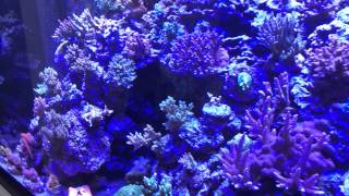 Diver's Den coral display tank