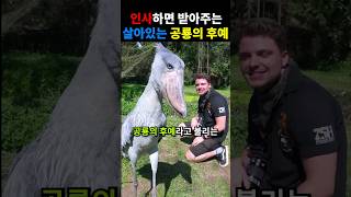 인사하면 받아주는 살아있는 공룡의 후예