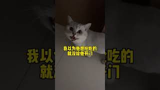 半年没见面的父子俩 真是父慈子孝 银渐层 猫咪 猪咪