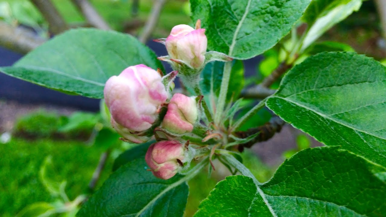 Pruning Apple Trees Youtube