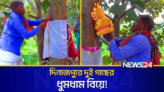 বট-পাকুরের আশ্চর্যজনক বিয়ে! | News24