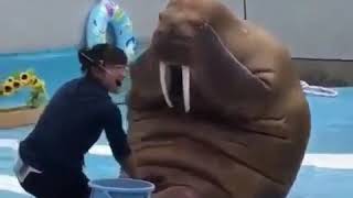Walrus does pushups/situps
